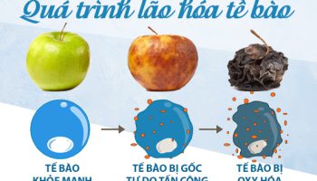 Quá Trình Lão Hóa Là Gì Nguyên Nhân Và Cách Khắc Phục